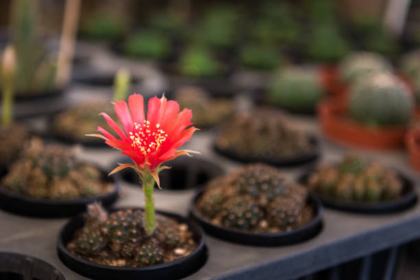 Red cactus flower in pot