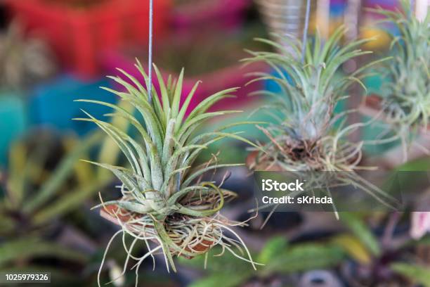 The Tillandsia Houston Air Plant Is Blooming Flower Stock Photo - Download Image Now