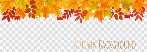 ilustraciones, imágenes clip art, dibujos animados e iconos de stock de resumen panorama otoñal con hojas de colores en fondo transparente vector - leaf autumn horizontal backgrounds