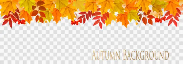 Vector illustration of Abstract autumn panorama with colorful leaves on transparent background Vector