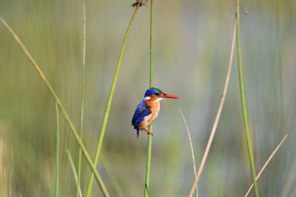 istock Malachite Kingfisher 1025979868