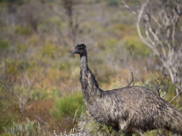 istock Bird of Australia Emu 1025980490