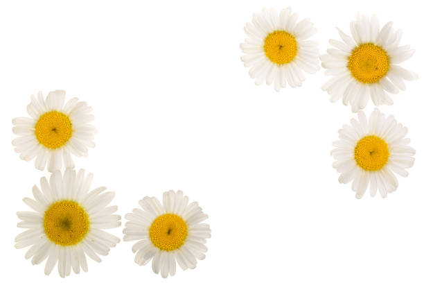 istock chamomile or daisies isolated on white background with copy space for your text. Top view. Flat lay 1025982942