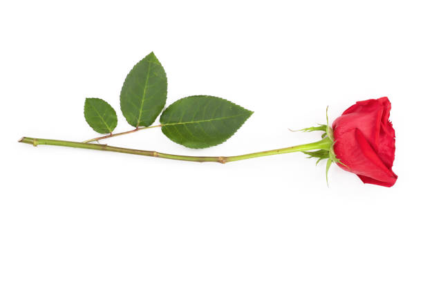 istock beautiful red rose isolated on white background. Top view. Flat lay pattern 1025982944