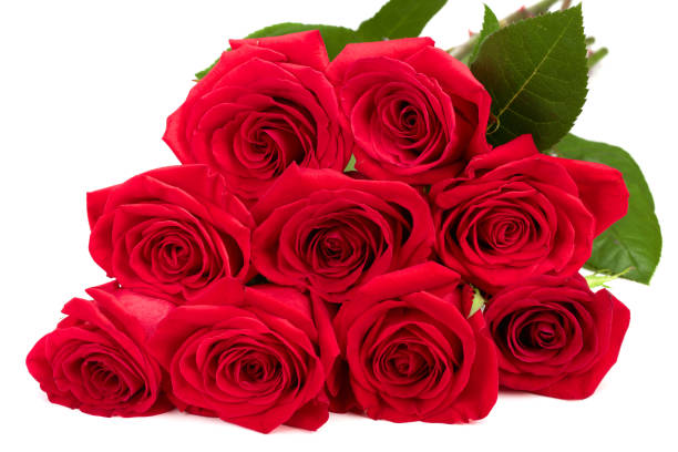 istock beautiful red rose isolated on white background 1025982950