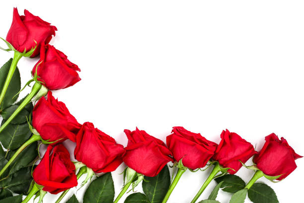 istock beautiful red rose with leaves isolated on white background with copy space for your text. Top view. Flat lay pattern 1025982962