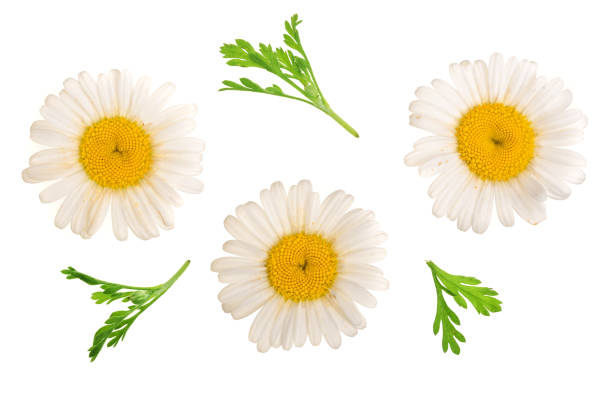 istock Three chamomile or daisies with leaves isolated on white background. Top view. Flat lay 1025982976