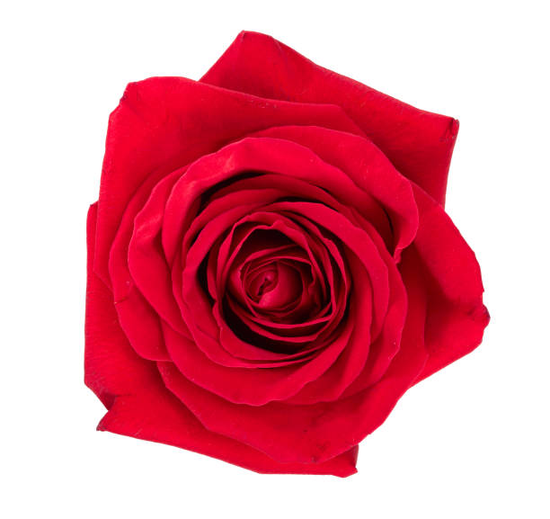 istock beautiful red rose isolated on white background 1025983012