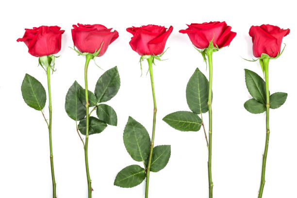 istock beautiful red rose with leaves isolated on white background. Top view. Flat lay pattern 1025983014