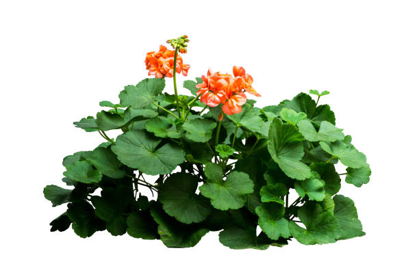 istock flower bush tree isolated  plant on white background with clipping path 1025984120