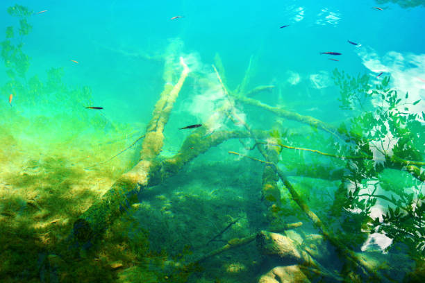 istock Lake with dead wood 1025987912