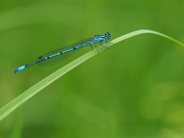 istock Blue dragonfly (azure maiden)on a green blade of grass. 1025990056