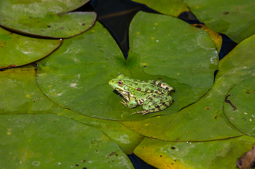 The Green and Golden Bell Frog (Litoria aurea or Ranoidea aurea), also named the Green Bell Frog, Green and Golden Swamp Frog and Green Frog, is a ground-dwelling tree frog native to eastern Australia. The frog remains abundant in New Zealand and several other Pacific Islands, where it has been introduced.  Pelodryadidae