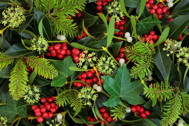 hiver holly ivy et fond de gui - mistletoe christmas holly holiday photos et images de collection