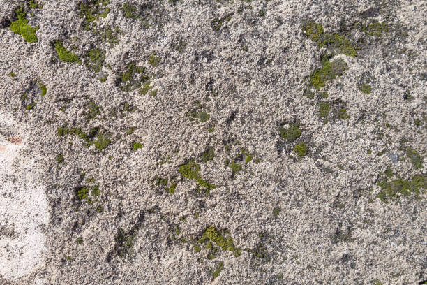 istock Weathered outdoors stone texture background with moss patches 1025999290