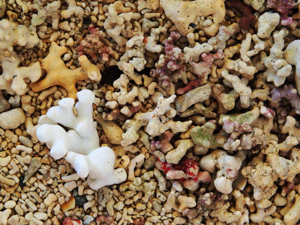 istock close-up of beach sand made by multi-colored broken coral - 1 1026001804