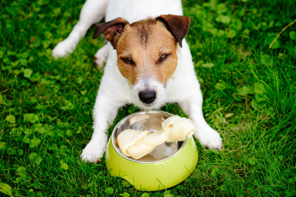 Dog lying on grass guards rawhide bone in doggy bowl