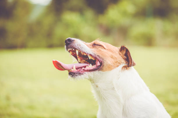 istock Happy Jack Russell Terrier dog with open mouth panting after active game 1026002280