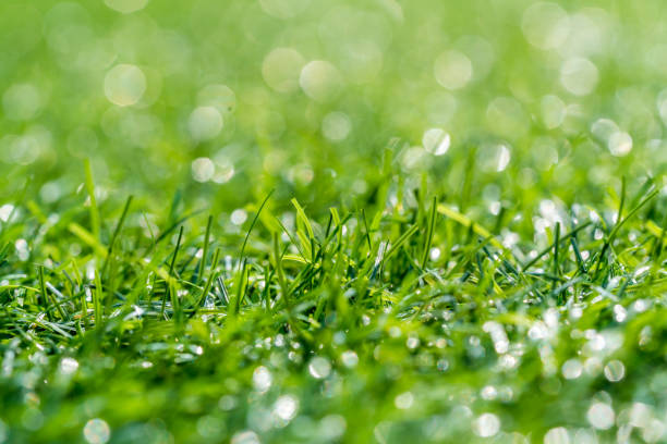 istock Close-up of lawn greenery 1026002544