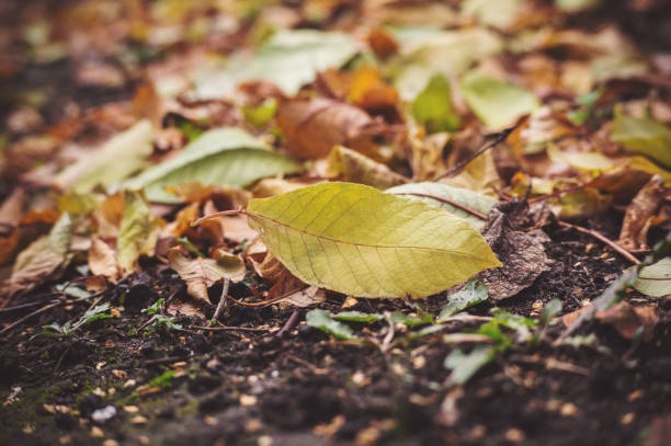 istock Dry leaves on the grass ground in a beautiful autumn forest. 1026003028