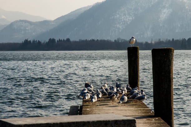 istock birds sitting in the sun on a runway at a lake 1026005812