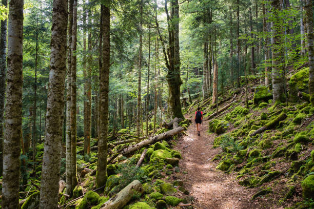 istock Ordesa  National Park in Pyrenees spain, Path Walking through the trees 1026006064