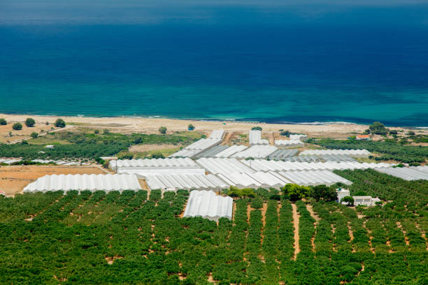 istock olive tree gardens near a sea coast on west Crete 1026006406