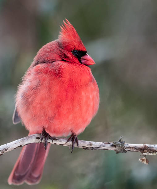istock Northern Cardinal in Snow 1026007986