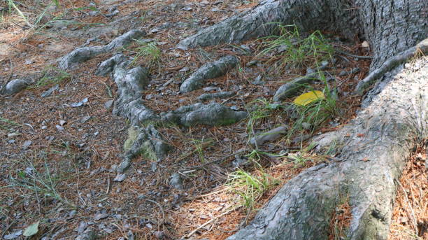 istock Gigantic roots of a large old tree, covered with dusty earth 1026008010