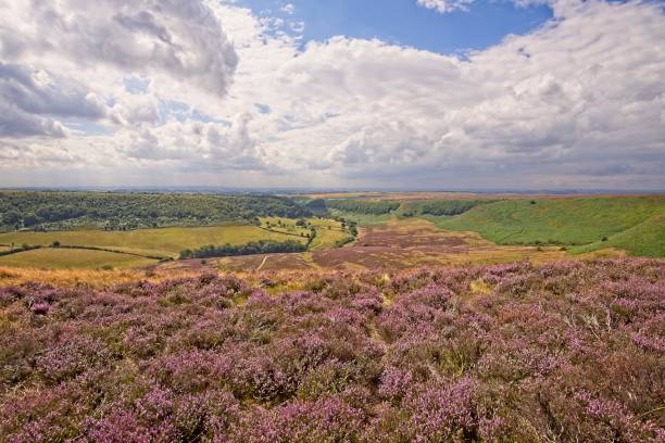 istock A deep valley in the North York Moors. 1026008690