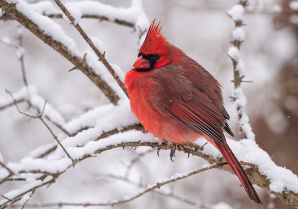 istock Northern Cardinal in Snow 1026009818