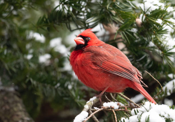 istock Northern Cardinal in Snow 1026011086
