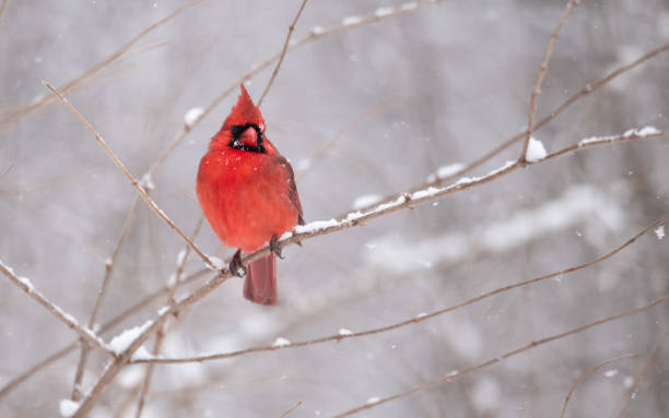 istock Northern Cardinal in Snow 1026011092