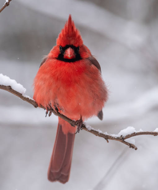 istock Northern Cardinal in Snow 1026011418