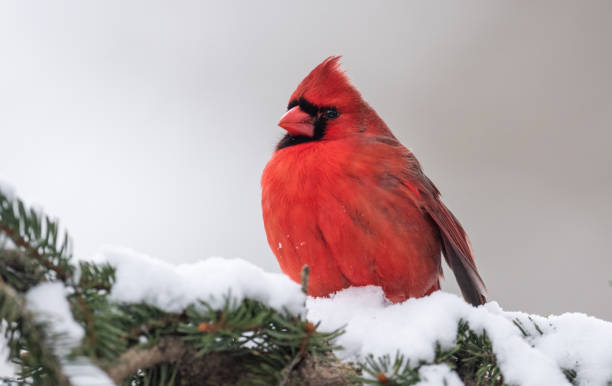 istock Northern Cardinal in Snow 1026011428