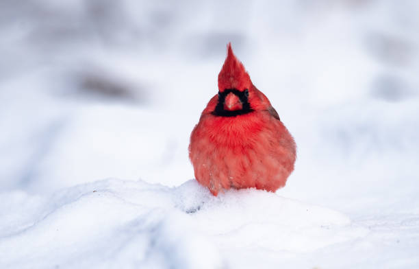 istock Northern Cardinal in Snow 1026011644
