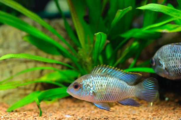 istock Electric Blue Acara Cichlid Fish in home aquarium 1026012000