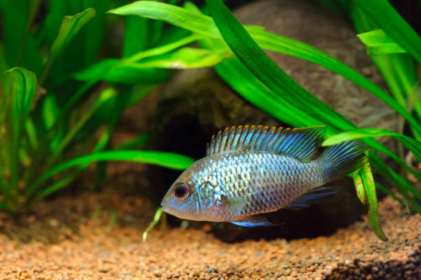 Electric Blue Acara Cichlid Fish in home aquarium