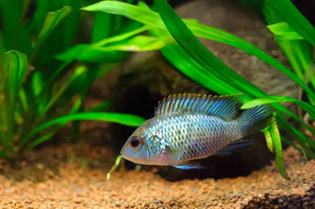 Photo of Electric Blue Acara Cichlid Fish in home aquarium