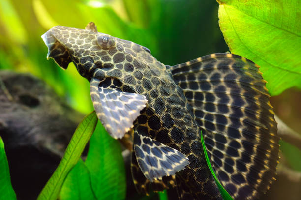 istock Plecostomus fish in home aquarium 1026012018