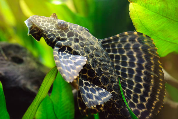 Plecostomus fish in home aquarium Close-up view of tropical catfish Plecostomus in home aquarium hypostomus plecostomus stock pictures, royalty-free photos & images