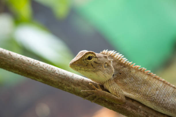 istock Close up of Calotes versicolor Daudin. 1026012230