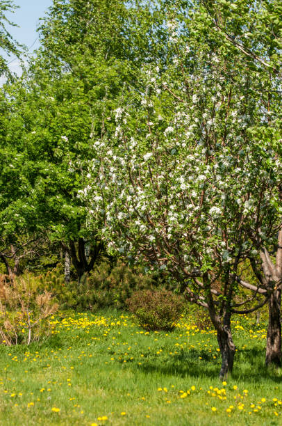 istock Spring landscape, apple. Spring flowers. A blossoming apple on a background of nature, spring flowers. Romantic elegance Vintage illustration with leaves and flowers of an apple tree 1026012682
