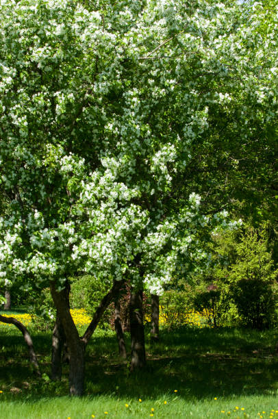 istock Spring landscape, apple. Spring flowers. A blossoming apple on a background of nature, spring flowers. Romantic elegance Vintage illustration with leaves and flowers of an apple tree 1026012848