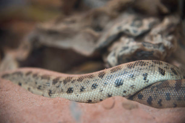 istock Close up Eastern Diamondback Rattlesnake Crotalus adamanteus , poisonous 1026014094