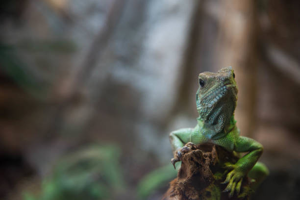 istock Portrait close up rough scaled plated lizard. 1026015498