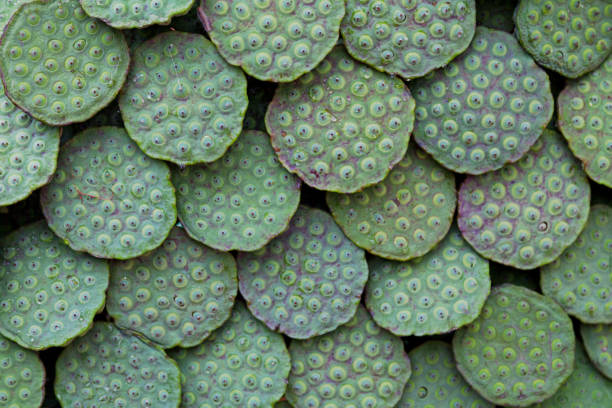 pile de gousses de lotus frais - vegetable green close up agriculture photos et images de collection