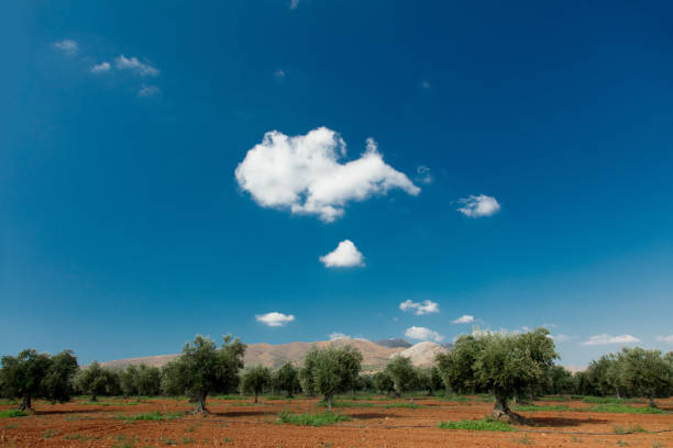 Olive garden on central Crete wtih view on mountains in Heraklion region. Greece