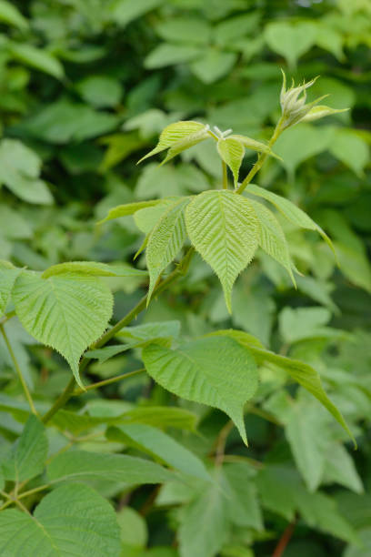 istock BlackBerry branch on a green background. Vertical arrangement. 1026024928