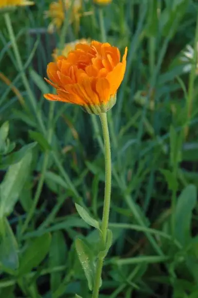 Macrophoto head a orange flower with many petals on dark-green blur background